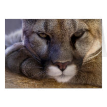 Puma Grußkarte