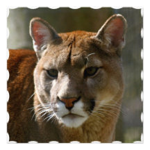 Puma-Katzen-Einladung