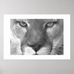 Puma Posterdrucke