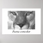 Puma Puma concolor Plakatdruck