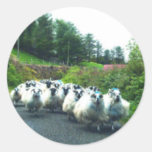 Punkschafe auf der Beara Halbinsel Irland Runder Aufkleber