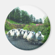 Punkschafe auf der Beara Halbinsel Irland Kühlschrankmagnet