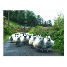 Punkschafe auf der Beara Halbinsel Irland Postkarte