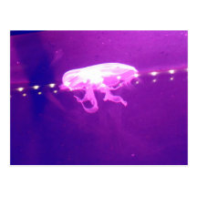 Purple Jellyfish Photos Post Cards