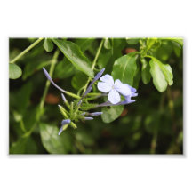 Purpled Blume Photographischer Druck