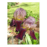 purplelavenderiris postkarte