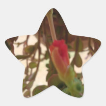 Purslane-Knospen-Aufkleber