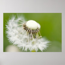 Pusteblume Plakatdrucke
