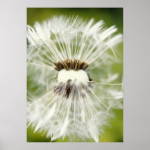 Pusteblume Plakatdrucke