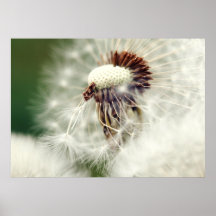 Pusteblume Plakatdrucke