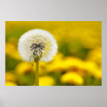 Pusteblume Plakate