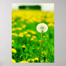 Pusteblume Plakate