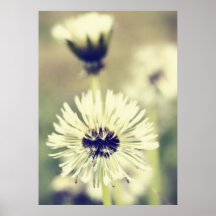 Pusteblume Plakate