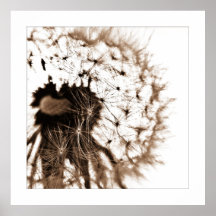 Pusteblume Plakate
