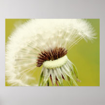 Pusteblume Plakate