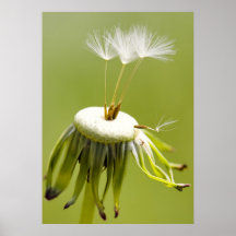 Pusteblume Poster