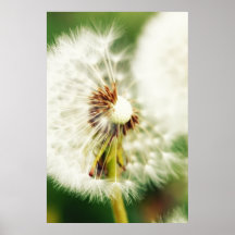 Pusteblume Posterdruck