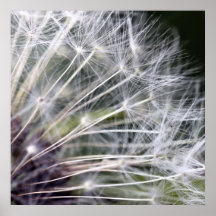 Pusteblume Posterdrucke