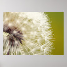 Pusteblume Posterdrucke