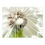 Pusteblume postkarten