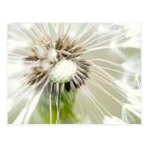 Pusteblume Postkarte