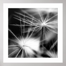 Pusteblume Schwarz Weiß Posterdruck