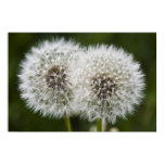 Pusteblumen poster