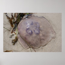Quallen Posterdrucke