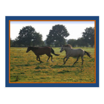 Quarterhorses Postkarte