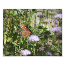 Queen Butterfly on Purple Flower Photo Art