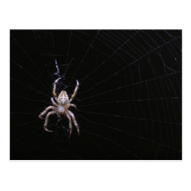 Querspinne ~ Postkarte