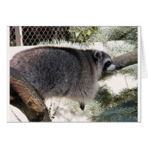 raccoon1 grußkarten