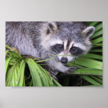 Raccoon in den Pflanzen Poster