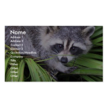 Raccoon in den Pflanzen Visitenkarten