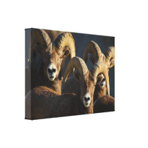 RAMs Leinwand Drucke