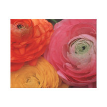 Ranunculus-Blumen-Power Leinwanddrucke