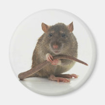 Ratten!!! Kühlschrankmagnete
