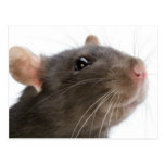 Ratten!!! Postkarten