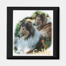 Raue Collie-Kunst-Geschenke Kühlschrankmagnete