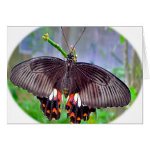 Raumfähre-Schmetterling Grußkarten