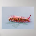 Raupe Poster