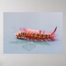 Raupe Poster