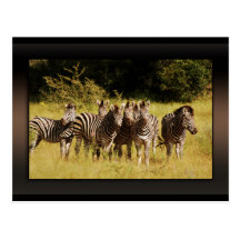 Recht an Ihnen - Zebrassafariwild lebende tiere Postkarten