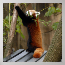 red-panda-012 posterdrucke