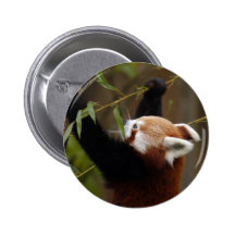 red-panda-021 anstecknadelbuttons
