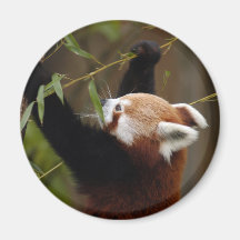 red-panda-021 kühlschrankmagnet