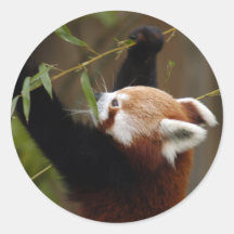 red-panda-021 sticker