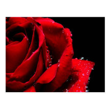 Red rose postcard