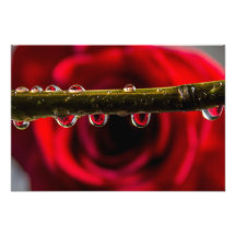 Red Rose Reflected in Water Drops Photo