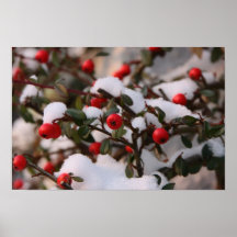 Red SnowBerries Posterdrucke